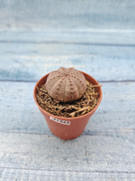 Euphoria Obesa (Эуфорбия)