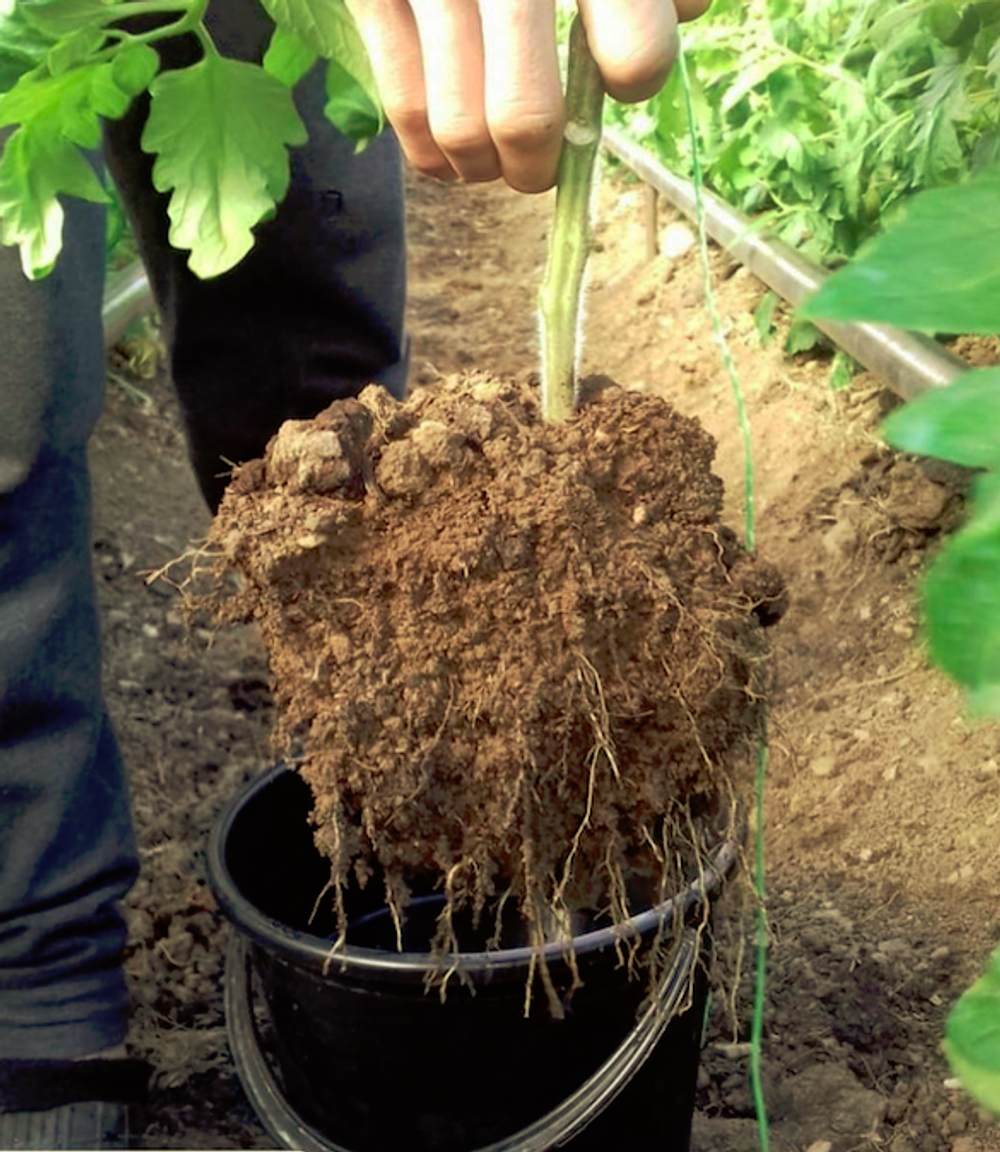 salica root humate