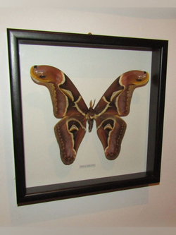 Бабочка Attacus edwardsii в рамке