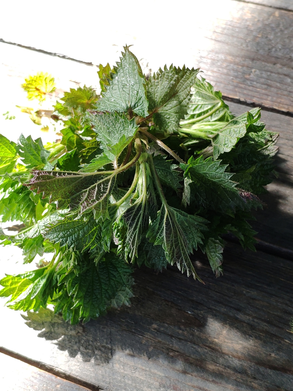 Крапива молодая