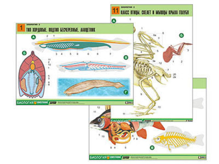 Комплект таблиц "Зоология 2" (16 табл., формат А1, лам.)