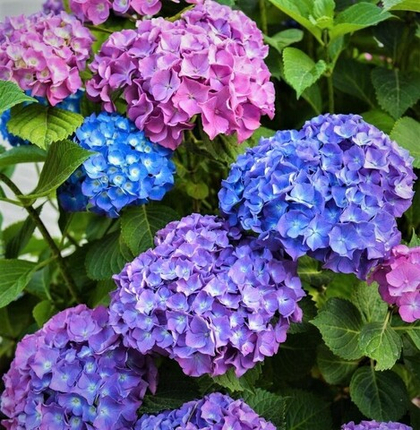 Гортензия крупнолистная Боденси; Bodensee