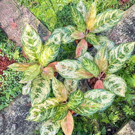 Аглаонема MOON LEMON