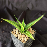 Сансевиерия SNOW WHITE VAR