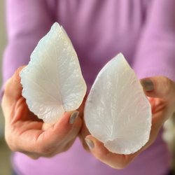 Вайнер лист Бегонии