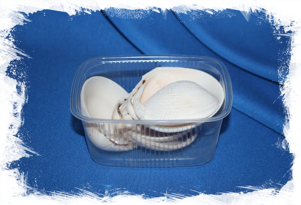 Морские ракушки для рукоделия Антигона