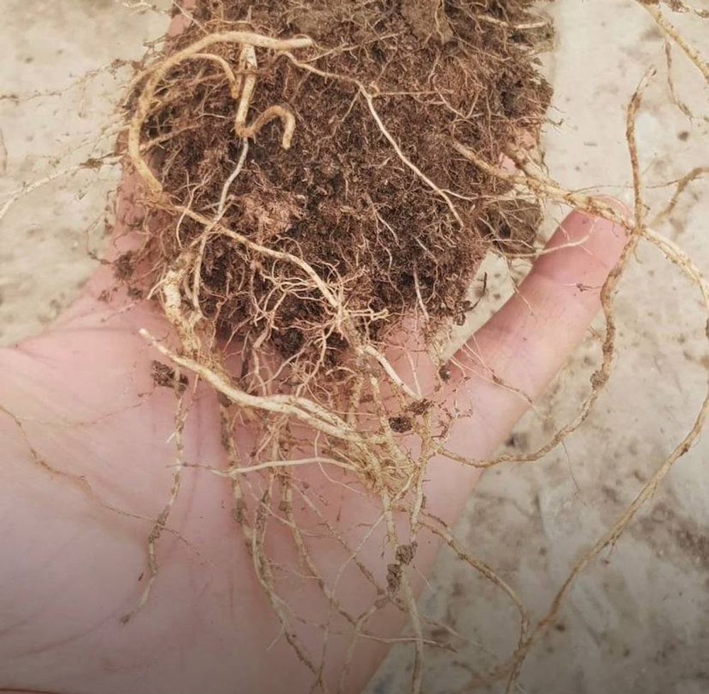 salica root humate