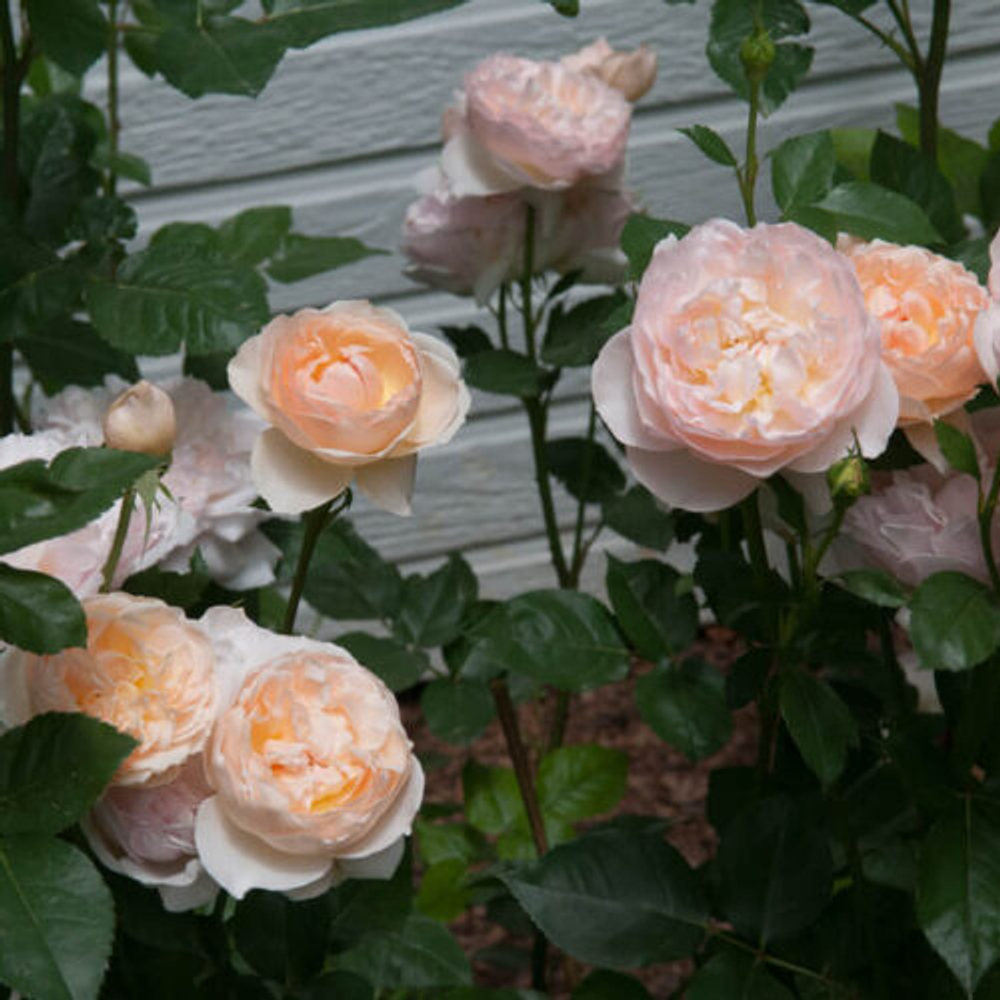 Роза английская душистая Эвелин С6