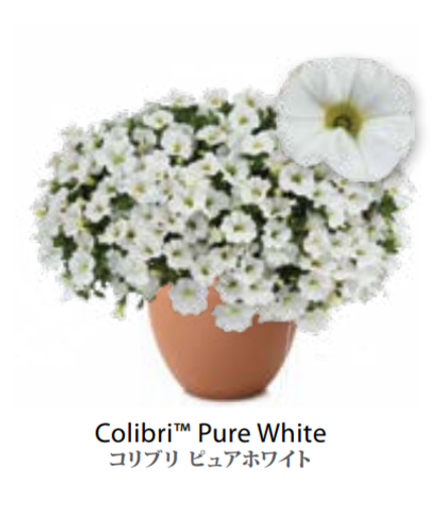 ЕВРО Calibrachoa Colibri Pure White укорененный черенок ноябрь