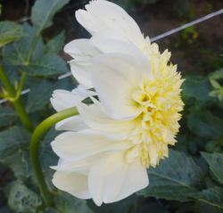 Георгин Платинум блонд (Platinum Blonde)