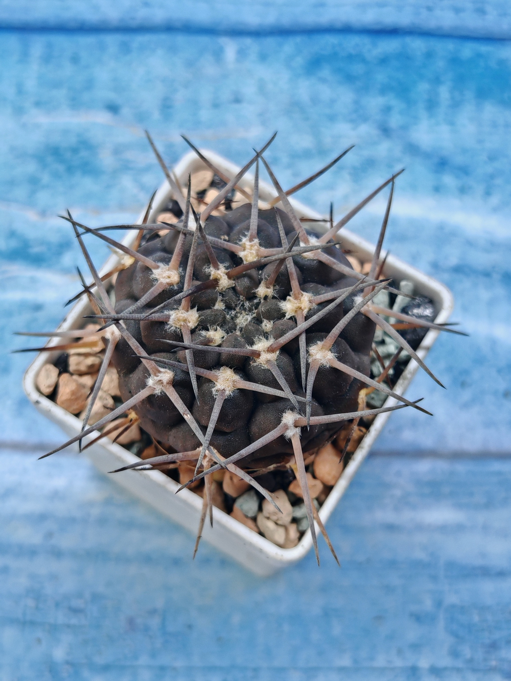 Gymnocalycium Borthii Nogolense (Гимнокалициум)