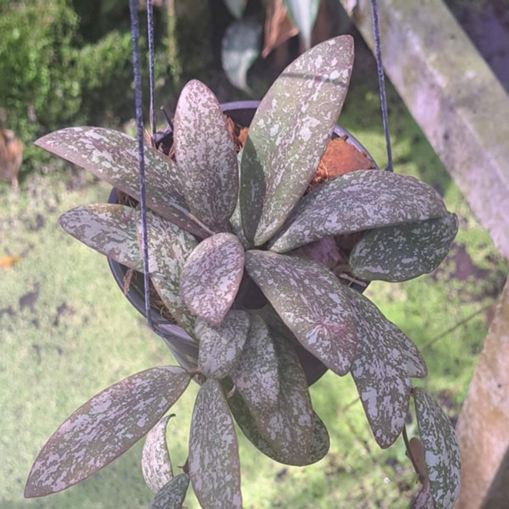 Хойя SIGILLATIS BORNEO