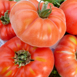 Помидоры Абрикос