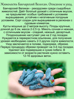 Жимолость Бакчарский Великан съедобная высокая