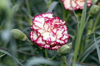 Диантус caryophyllus (гвоздика садовая): полный гид по выращиванию, уходу и цветению