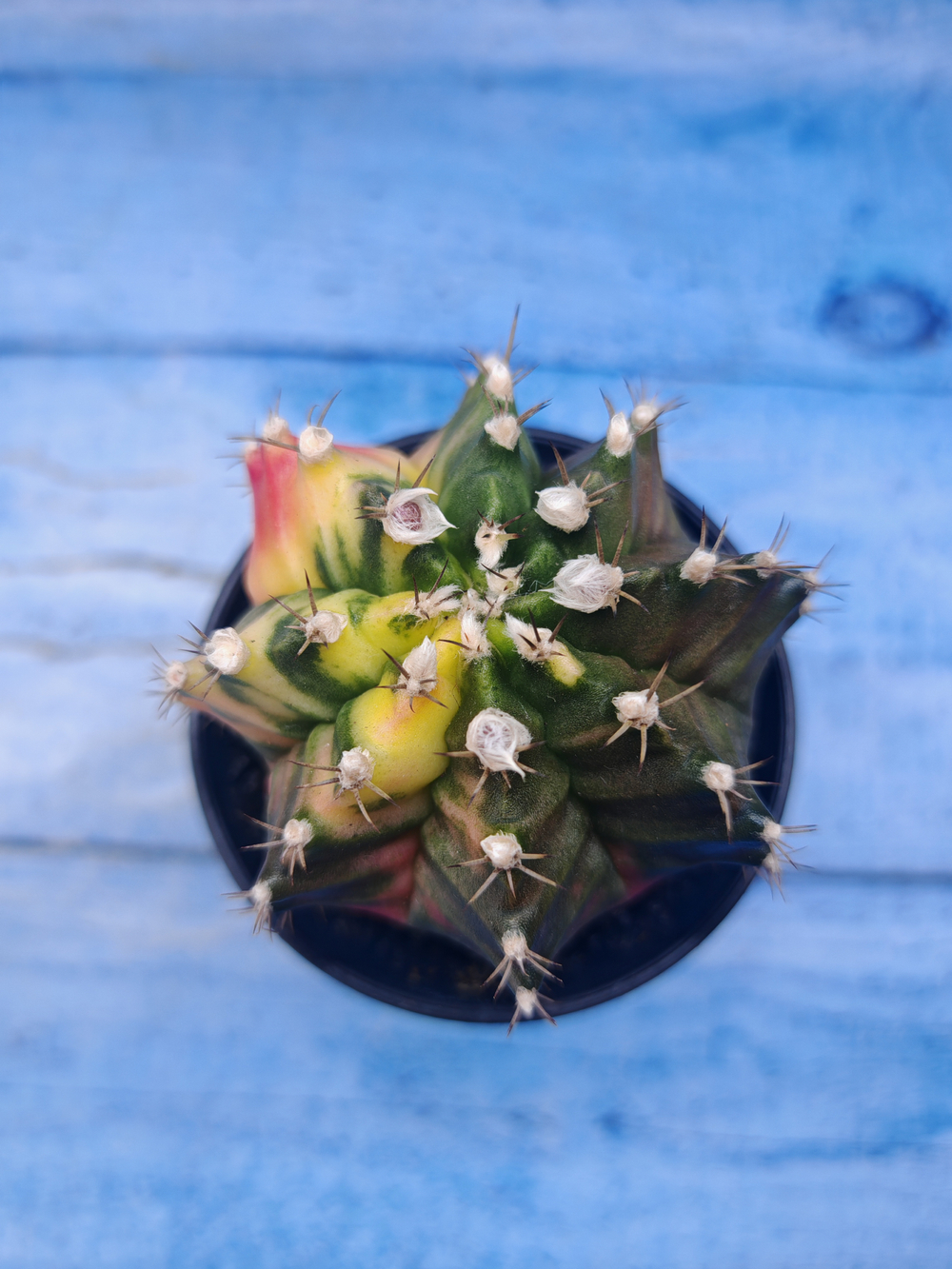 Gymnocalycium Variegata (Гимнокалициум Вариегатный)