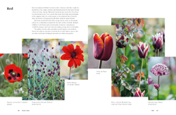 Colour in the Garden: Stylish ideas for year-round colour