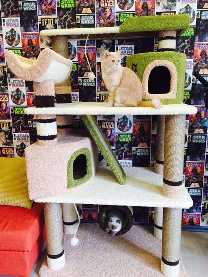 Комплекс для кошек ДВ-2