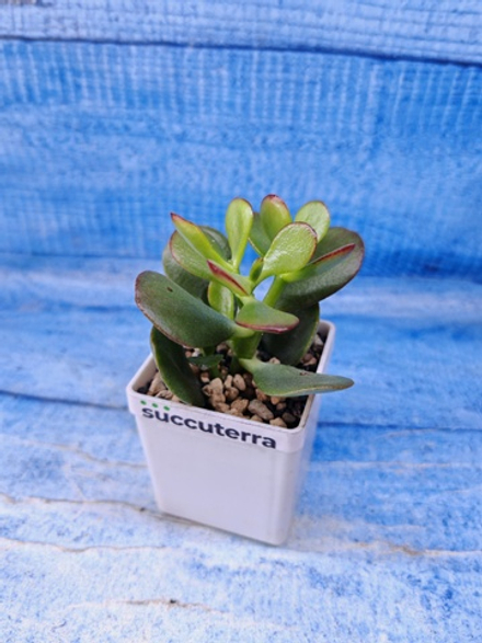 Crassula Ovata Minor (Крассула)