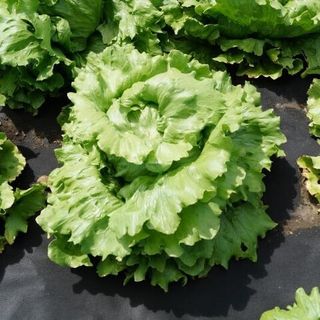 Салат Экватор 5000 (семян)