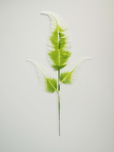 Папоротник 3 листа