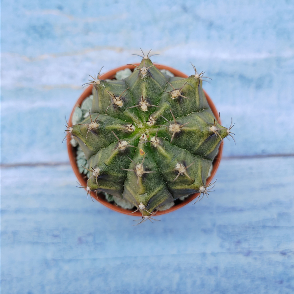 Gymnocalycium Friedrichii (Гимнокалициум)