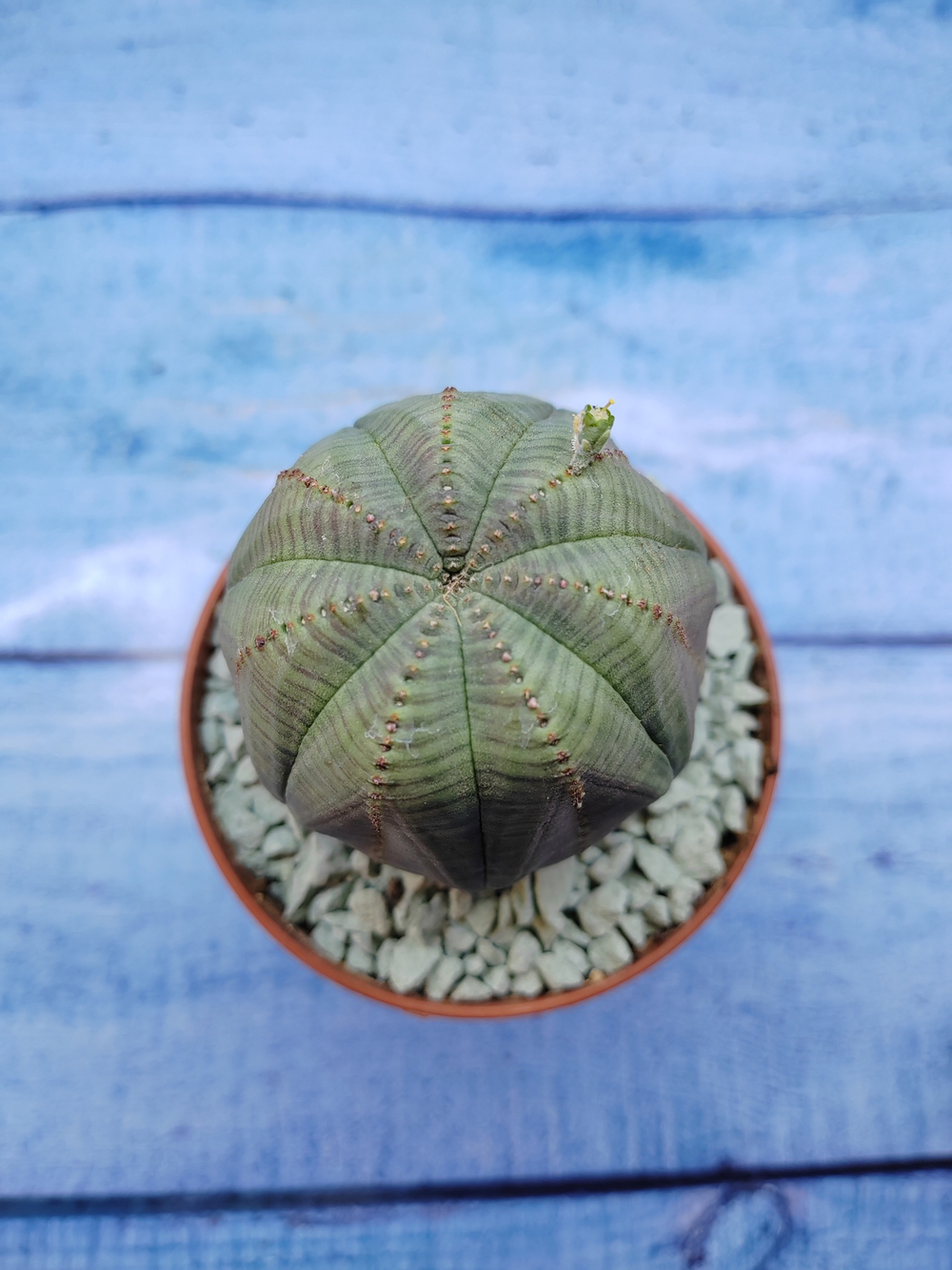 Euphorbia Obesa (Эуфорбия)