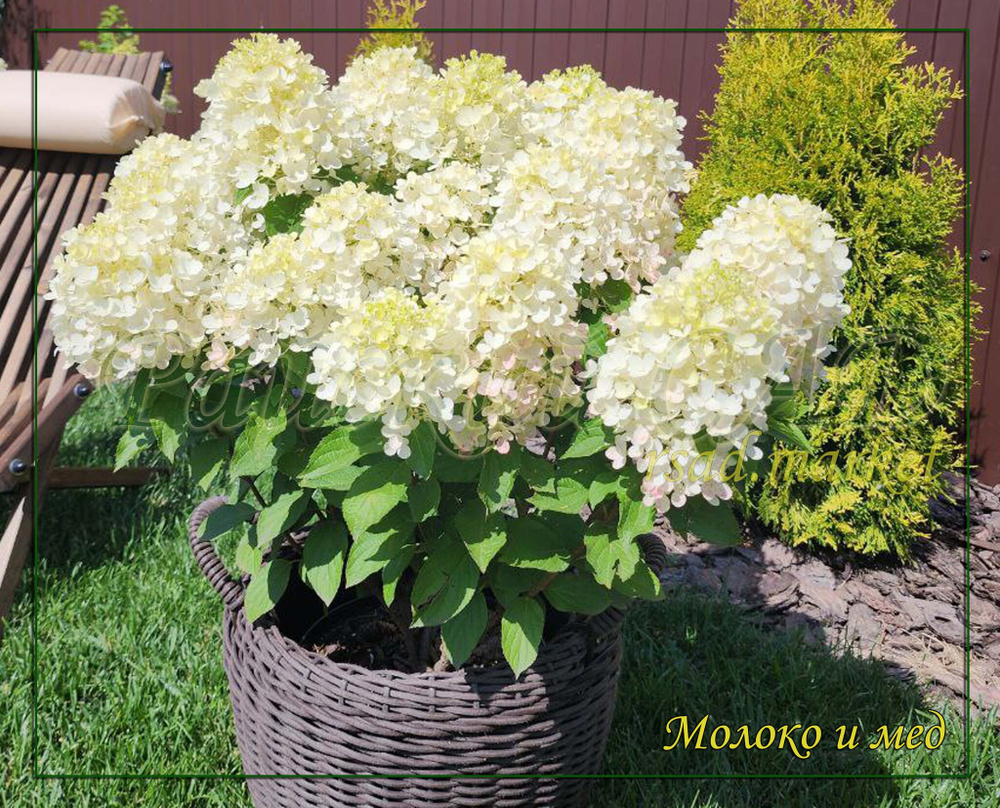 Гортензия метельчатая Милк энд Хани- Молоко и Мёд (Hydrangea paniculata `Milk and Honey`)