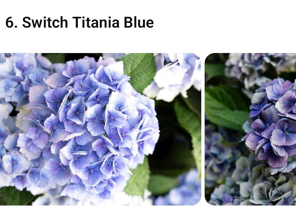 Свитч Титания блю (Switch Titania Blue) р9 июнь-август 2026 г.