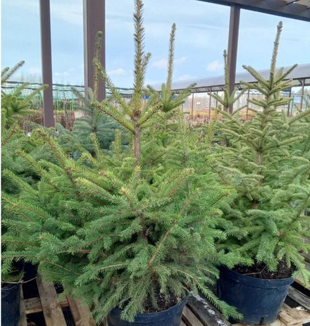 Ель колючая Глаука Мисти Блю С15 120-140