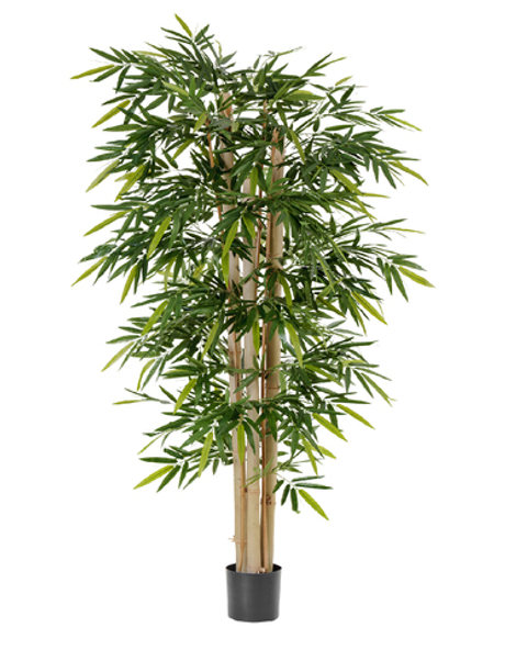 Бамбук Новый гигантский