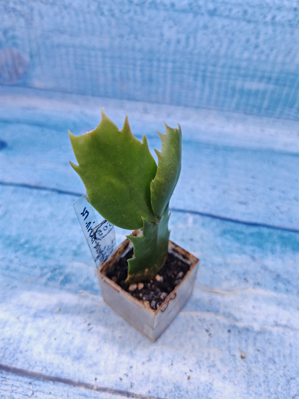 Schlumbergera cv. Twilight Tangerine (Шлюмбергера)
