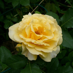 Роза плетистая Rimosa