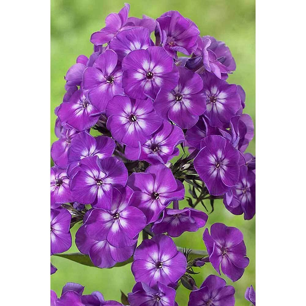 Флокс Успех