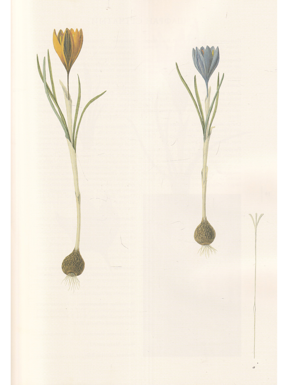 Centuria plantarum rariorum Russiae meridionalis Ф.К. Биберштейна глазами молодых исследователей "Сириуса" через 200 лет