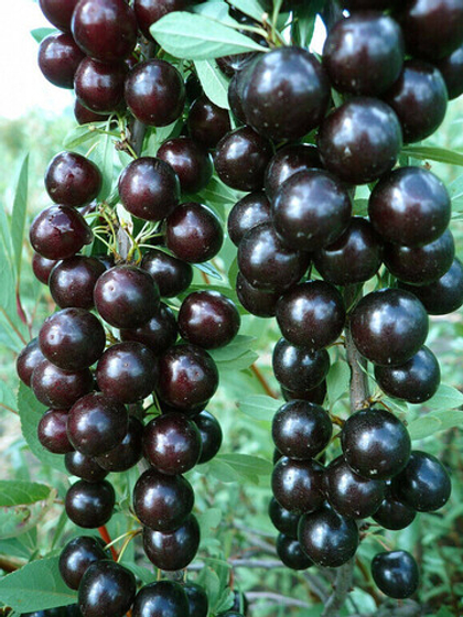 Вишня Бессея