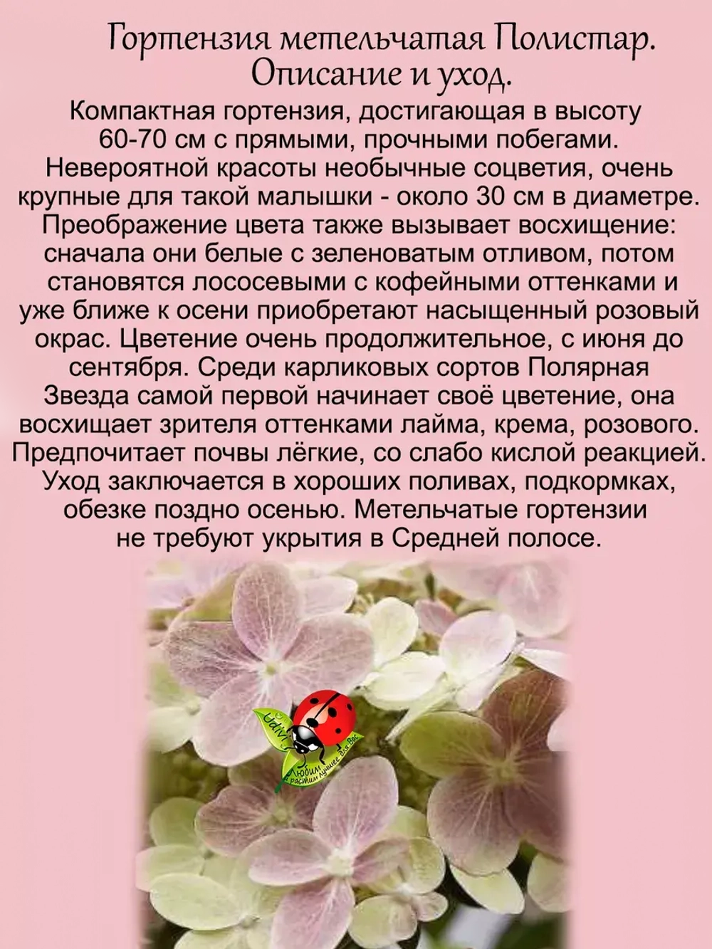 Гортензия Полярная звезда Полестар карликовая