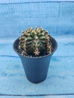 Gymnocalycium T-Rex Pink hybride (Гимнокалициум T-rex)