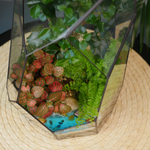 Готовый флорариум бонсай Лигуструм Скала с озером