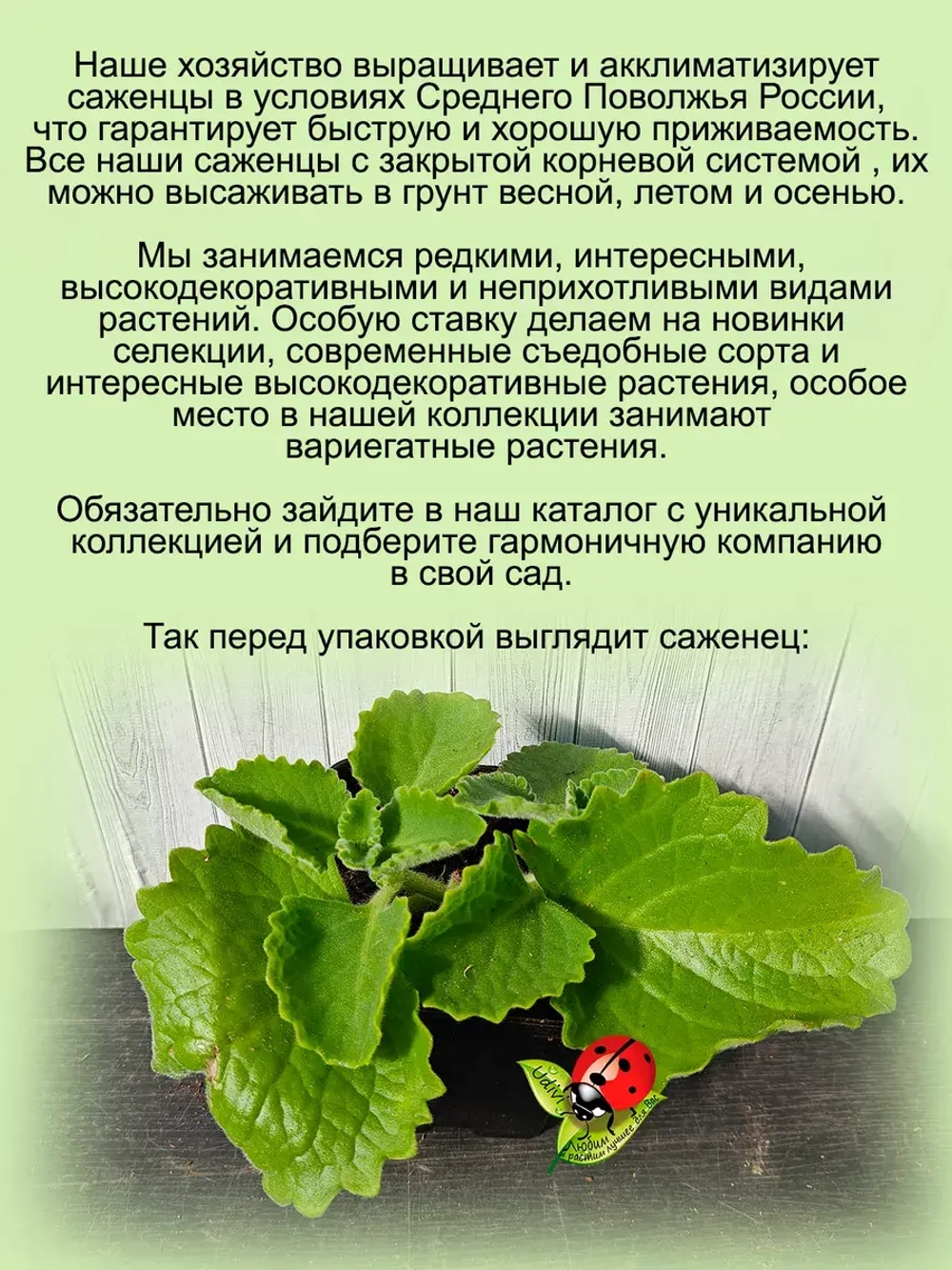 Плектрантус Войлочный комнатная мята