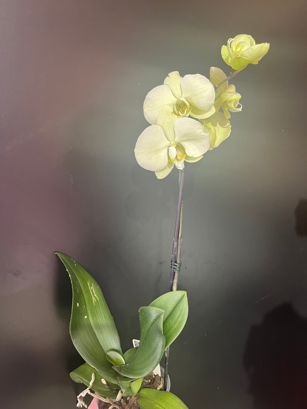 Орхидея(фаленопсис)