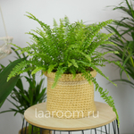 Нефролепсис Грин Леди 17/45