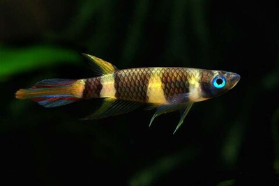 Эпиплатис Факельный