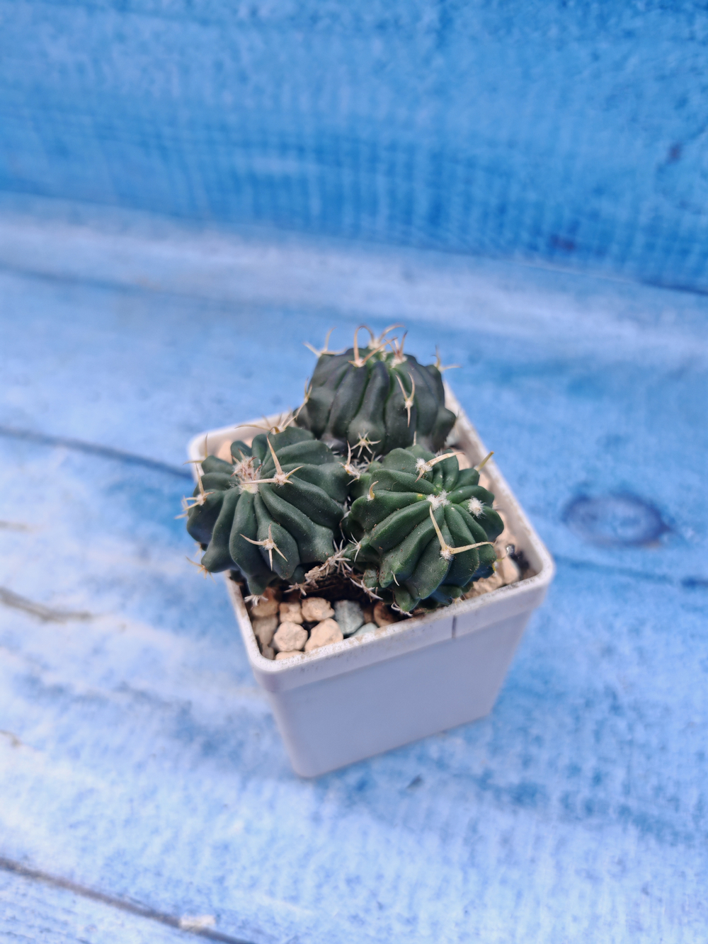 Stenocactus Coptonogonus (Стенокактус)