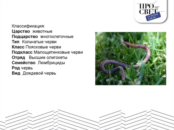 Модель "Червь дождевой"