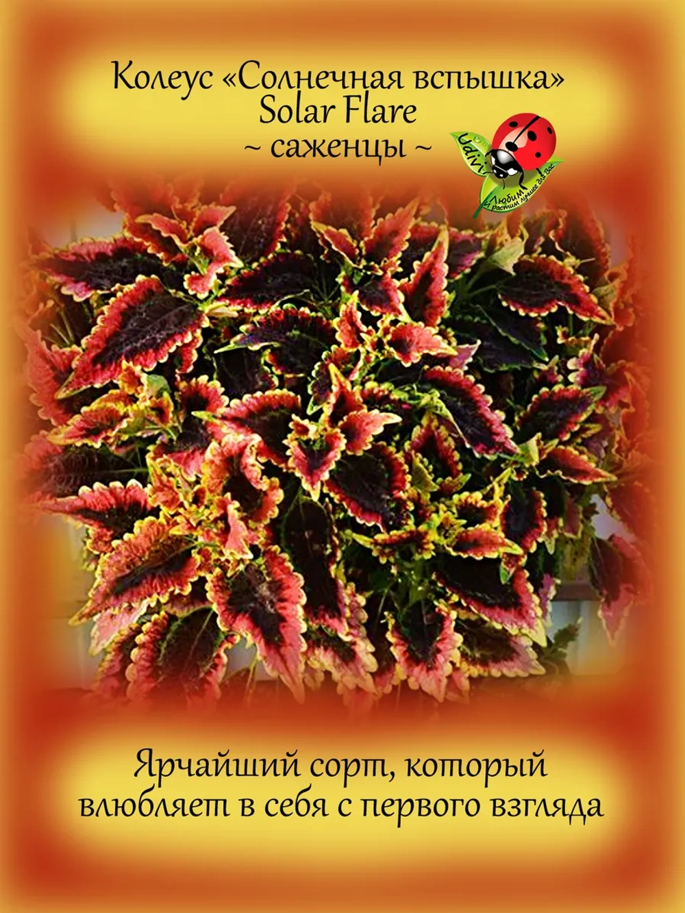 Колеус Солнечная вспышка Солар Флей
