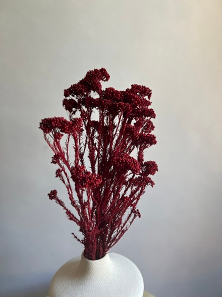 Озотамнус стабилизированный бордовый