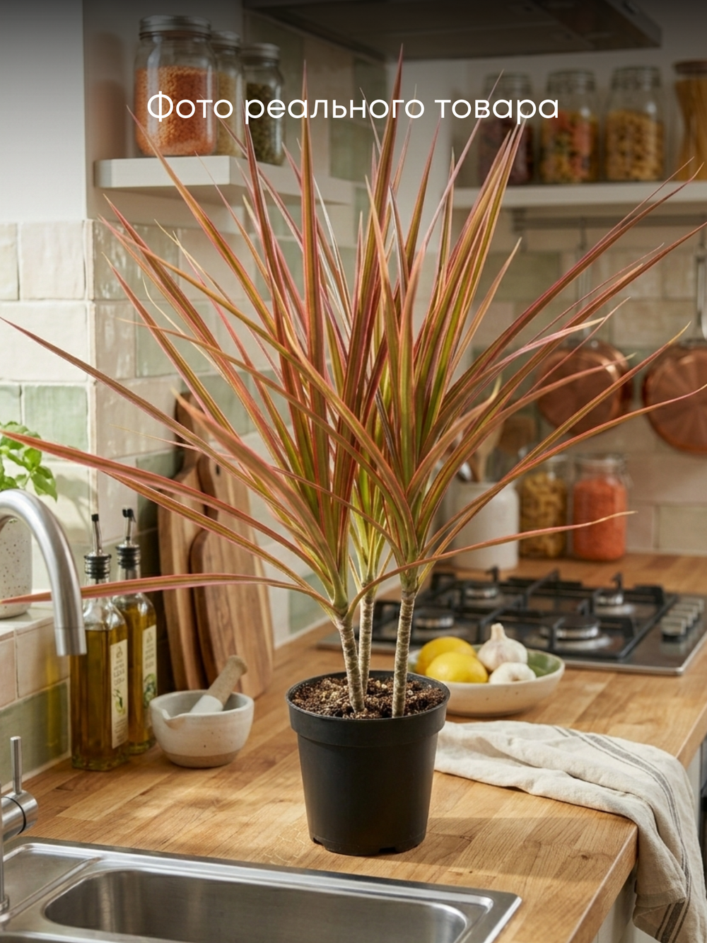 Драцена узколистная Seven-Color Iron д.12