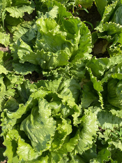 Джасперинас семена салата айсберг (Rijk Zwaan /ALEXAGRO) культура