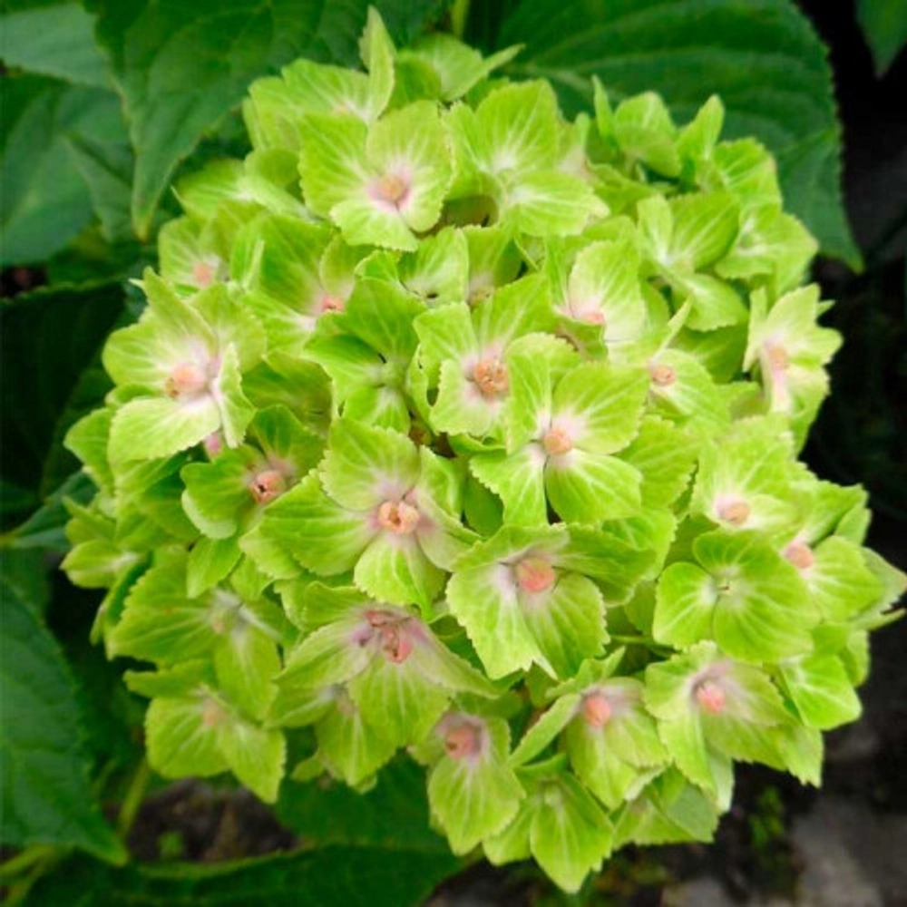 Magical Green Cloud/ Мэджикал Грин Клауд (Стандарт поставки Р9)2025г.